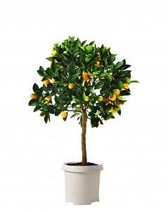 Цитрус Каламондин 23/110 см Цитрус Каламондин 23/110 см