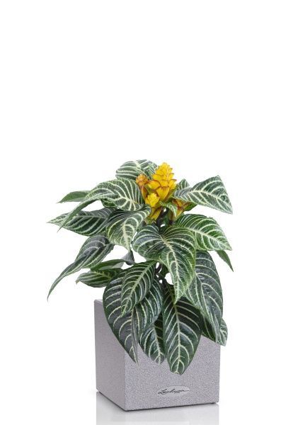 Афеляндра 12/25 см в CANTO STONE 14