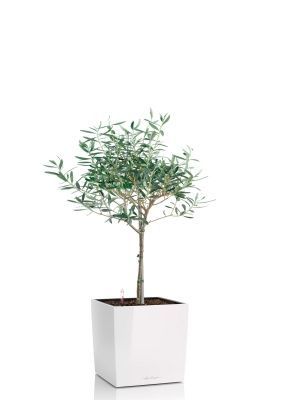 Олива 19/90 в CUBE 30, белый блестящий Олива 19/90 в CUBE 30, белый блестящий