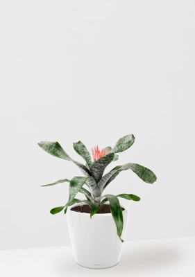 Эхмея 17/50 см в CLASSICO LS 21, белый блестящий Эхмея 17/50 см в CLASSICO LS 21, белый блестящий