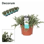 Рипсалис Пилокарпа d10.5 см h15 см тип 2