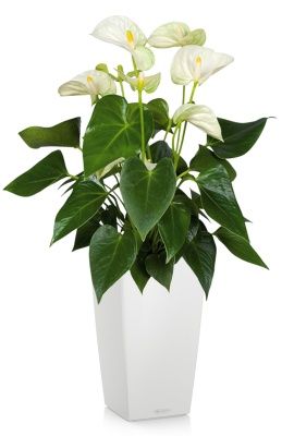Антуриум Андрианум белый 17/60 см в CUBICO COLOR 22, белый