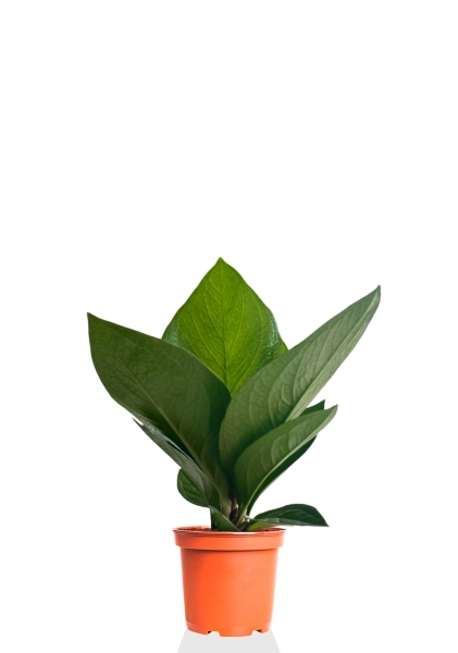 Антуриум Кобра 12 см Антуриум Кобра 12 см