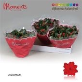 Каланхоэ Calandiva Moments красный d23 см h28 см Каланхоэ Calandiva Moments красный d23 см h28 см