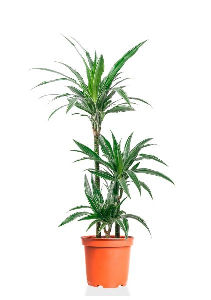 Драцена Варнески 3 ствола 21/110 см