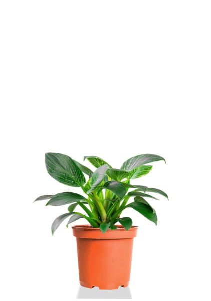 Филодендрон Биркин 12/30 см Филодендрон Биркин 12/30 см