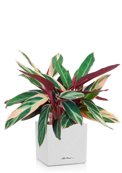 Строманта 12/40 см в CANTO STONE 14