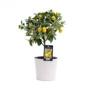Цитрус вариегатный d16 см h45 см Цитрус вариегатный d16 см h45 см