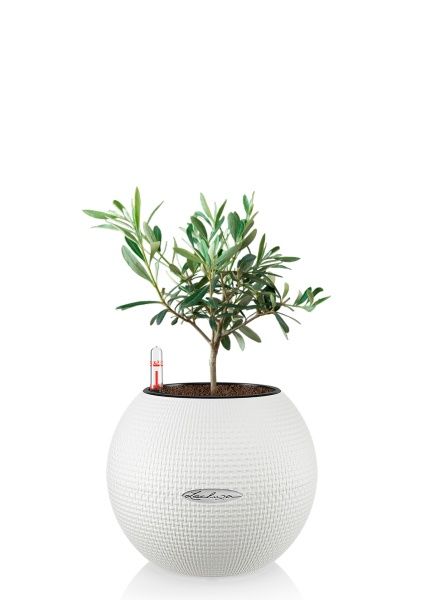 Олива в PURO 20 Олива в PURO 20