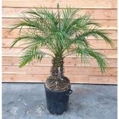 Финик Робелини d40 см h150 см Финик Робелини d40 см h150 см