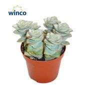 Крассула Перфората Азул денежное дерево d8.5 см h12.5 см