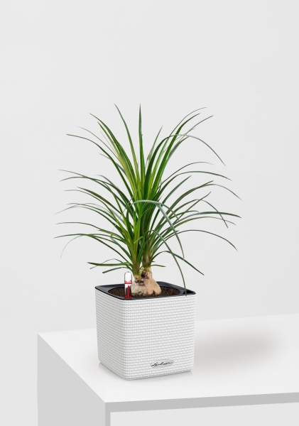 Нолина Спутник 12/40 см в CUBE COLOR 14