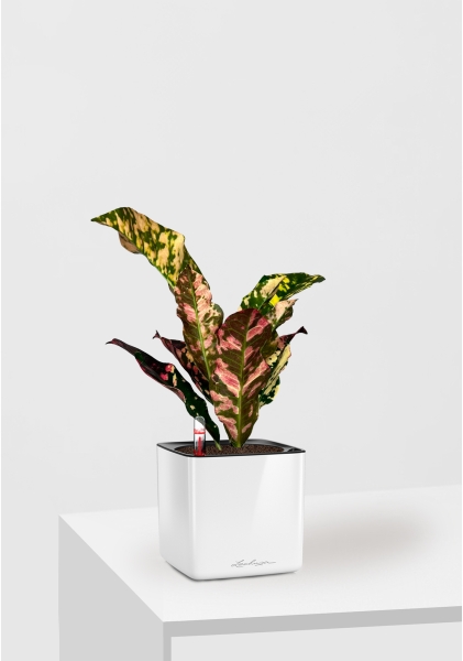 Кодиеум 8/20 см в CUBE GLOSSY 14 Кодиеум 8/20 см в CUBE GLOSSY 14