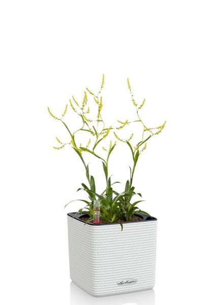 Катопсис 12/40 см в CUBE COLOR 14 Катопсис 12/40 см в CUBE COLOR 14