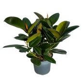 Фикус Эластика Робуста Спрей d21 см h60 см