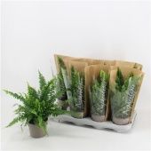 Нефролепис Грин Леди d12 см h30 см тип 1 Нефролепис Грин Леди d12 см h30 см тип 1