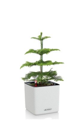 Араукария 1 ствол 10/30 см в CUBE COLOR 14, белый