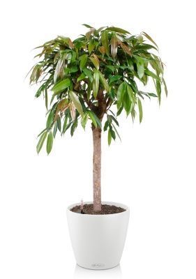 Фикус Амстел Кинг на штамбе 27/120 в CLASSICO COLOR 35, белый Фикус Амстел Кинг на штамбе 27/120 в CLASSICO COLOR 35, белый