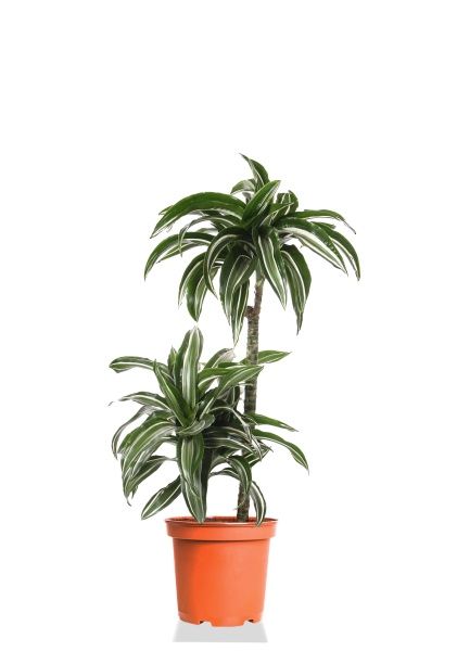 Драцена Джейд Джевел 2 ствола 17/65 см