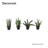 Сансевиерия микс Sonora d7 см h10 см Сансевиерия микс Sonora d7 см h10 см