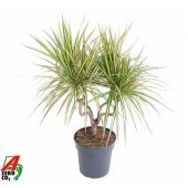 Драцена Санрей канделяр d21 см h70 см