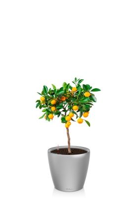 Цитрус Каламондин 19/60 см в CLASSICO LS 28, серебристый металлик