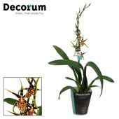 Орхидея Камбрия Мистик Мэйз 1 ствол d12 см h65 см тип 2