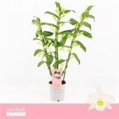 Дендробиум Nobile Apollon 1 ствол белый d12 см h65 см тип 1