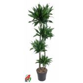 Драцена Грин Джевел 4 ствола d27 см h170 см Драцена Грин Джевел 4 ствола d27 см h170 см
