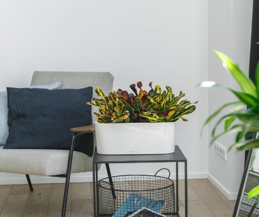 6 ошибок при выборе комнатных растений для дома