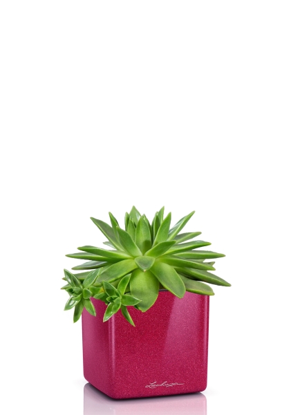 Эхеверия зеленая 10/15 см в CUBE GLOSSY KISS 14