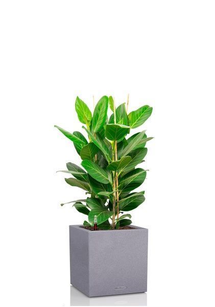 Фикус Бенгальский 3 ствола 27/90 см в CANTO STONE LOW 30