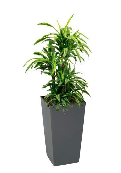 Драцена Лемон Лайм бранч 27/120 см в LAMELA Finezja 40x40 Драцена Лемон Лайм бранч 27/120 см в LAMELA Finezja 40x40