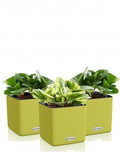 Набор "Пеперомия" в CUBE 14 Набор "Пеперомия" в CUBE 14