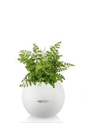 Папоротник Парвати в PURO 20, белый Папоротник Парвати в PURO 20, белый