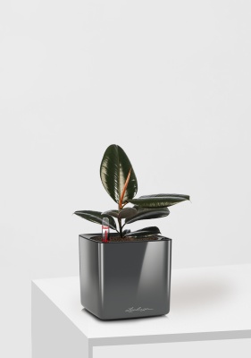 Фикус Эластика Абиджан 12/35 см в CUBE GLOSSY 14