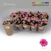 Каланхоэ Calandiva Serenity Purple White d10.5 см h23 см Каланхоэ Calandiva Serenity Purple White d10.5 см h23 см