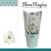 Гиппеаструм белый Flora Magica 2 ствола d14 см h25 см тип 1 Гиппеаструм белый Flora Magica 2 ствола d14 см h25 см тип 1