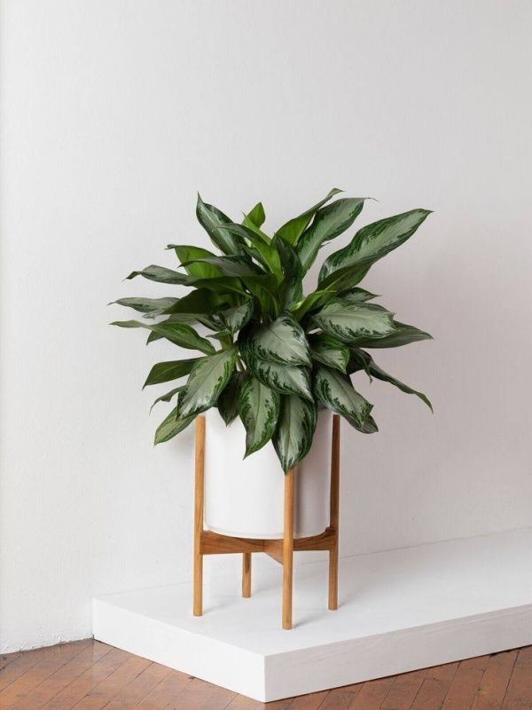 Какие комнатные цветы можно подарить на новоселье?