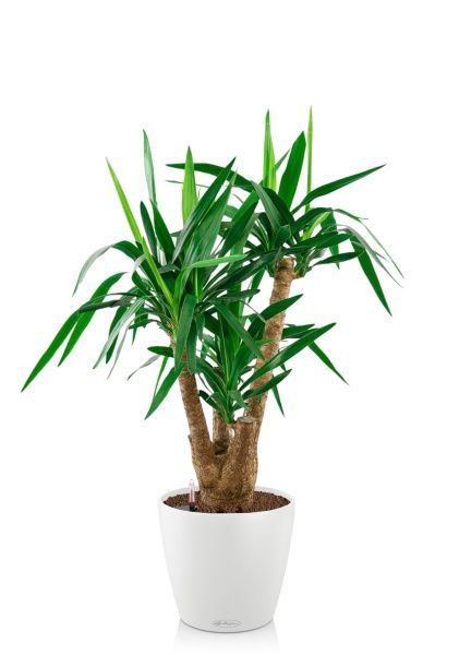 Юкка разветвленная 24/100 см в CLASSICO COLOR 28