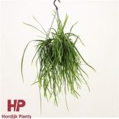 Леписмиум Боливианум d15 см h40 см Леписмиум Боливианум d15 см h40 см