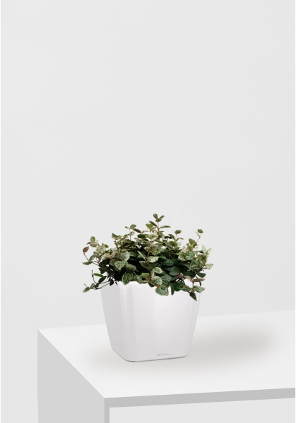 Трахелоспермум азиатский триколор 18/30 см в QUADRO LS 21 Трахелоспермум азиатский триколор 18/30 см в QUADRO LS 21