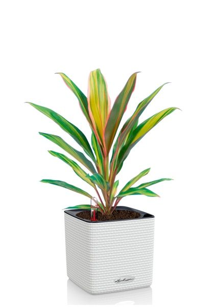 Кордилина Киви 12/35 см в CUBE COLOR 14 Кордилина Киви 12/35 см в CUBE COLOR 14