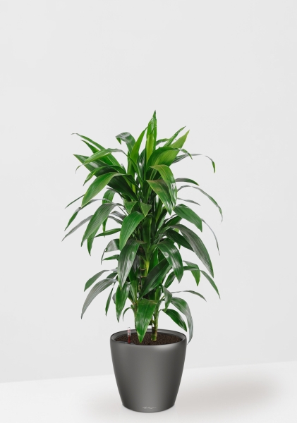 Драцен Джанет Крейг бранч CLASSICO LS 28