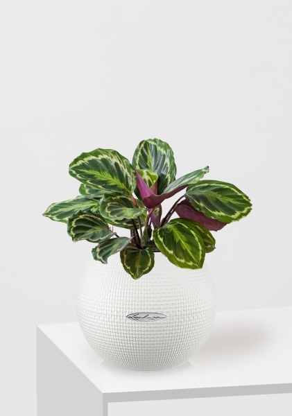 Калатея Медальон 12/40 см в PURO 20