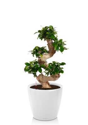 Бонсай Фикус Гинсенг в CLASSICO LS 28, белый блестящий Бонсай Фикус Гинсенг в CLASSICO LS 28, белый блестящий