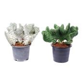 Эуфорбия Лактея Магна d15 см h25 см