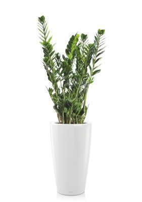 Замиокулькас 21/90 в RONDO 32, белый блестящий Замиокулькас 21/90 в RONDO 32, белый блестящий