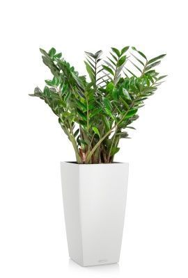 Замиокулькас 27/100 в CUBICO Color 30, белый Замиокулькас 27/100 в CUBICO Color 30, белый