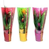 Гузмания мини d13 см h60 см Гузмания мини d13 см h60 см